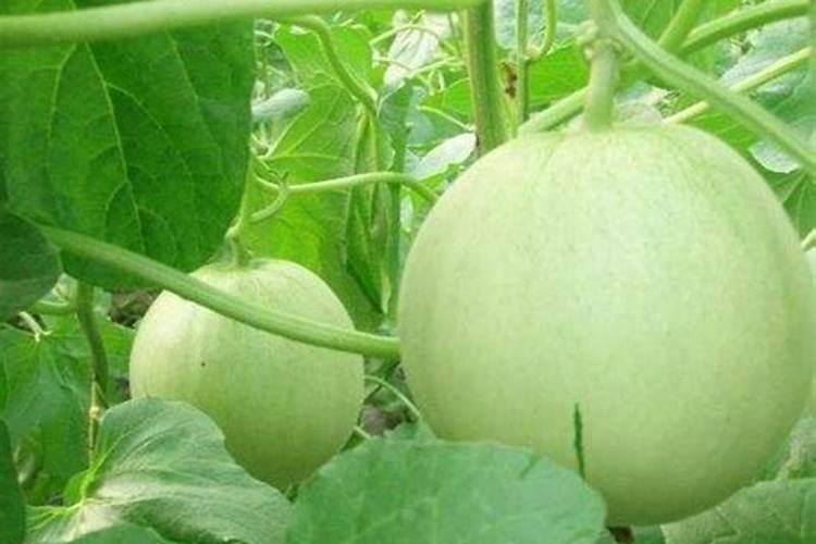 植物营养液的使用方法和注意事项