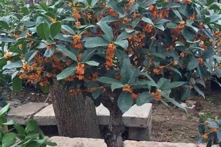 桂花树可以施尿素吗