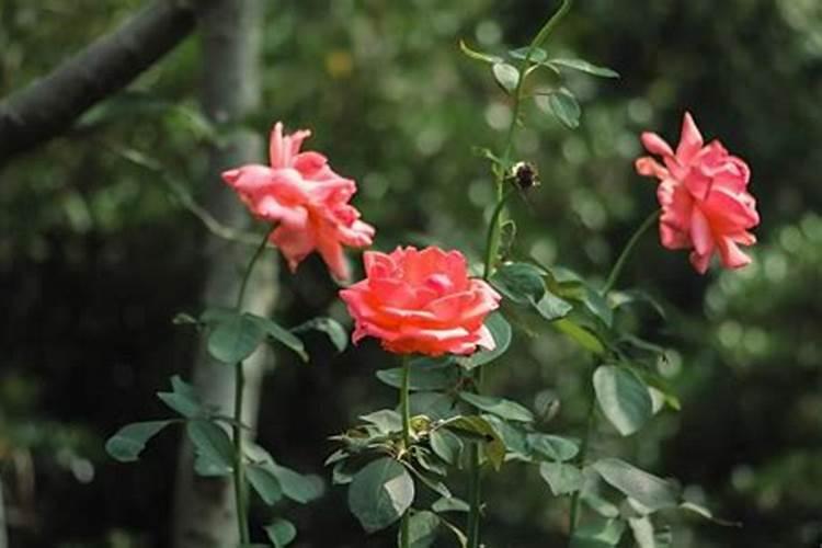 月季发芽后可以施肥吗