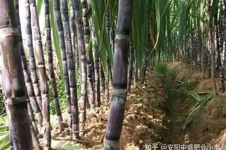 甘蔗用什么肥料最好