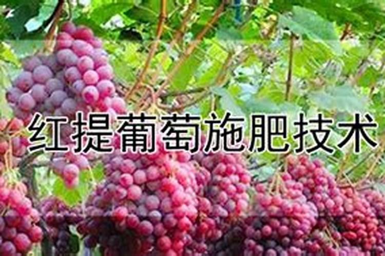 红提葡萄的施肥和浇水技巧