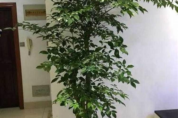 北五味子花期施肥管理方法