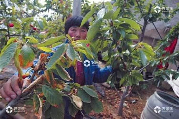 樱桃打什么叶面肥长的快？樱桃什么肥可以果实膨大？