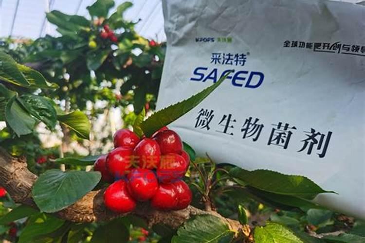 大樱桃摘果后的施肥