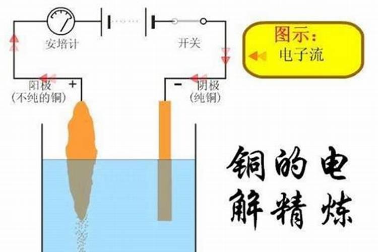 红油香椿种植时间及方法 红油香椿怎么种