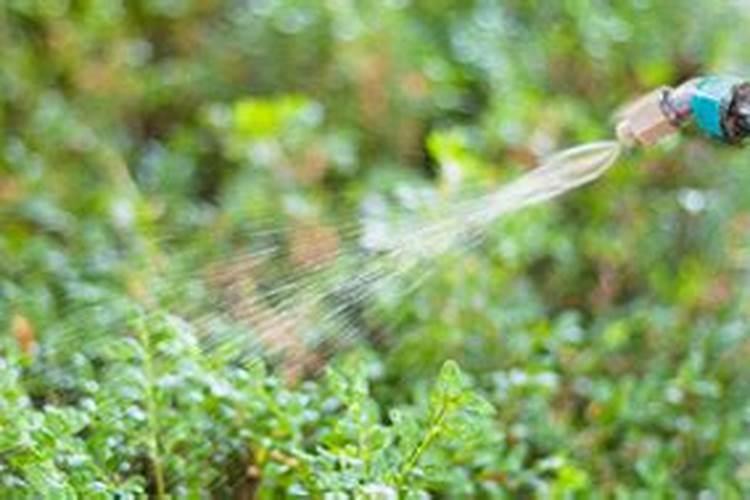 怎么让草莓苗又粗又壮