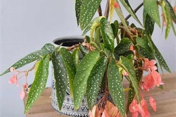 苹果挂果期用什么复合肥好？苹果结果期冲施什么肥料好？