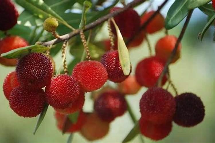 花盆里种樱桃树发牙了用什么当肥最好？