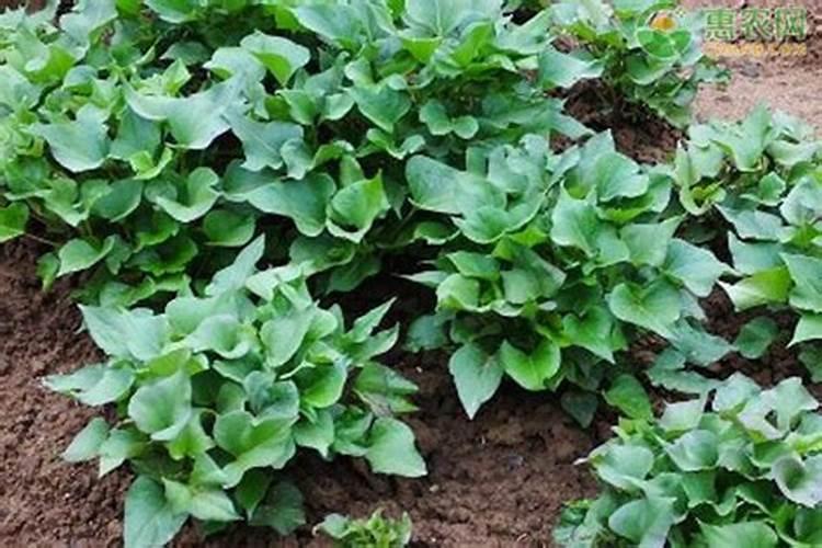 复合肥怎么兑水浇花