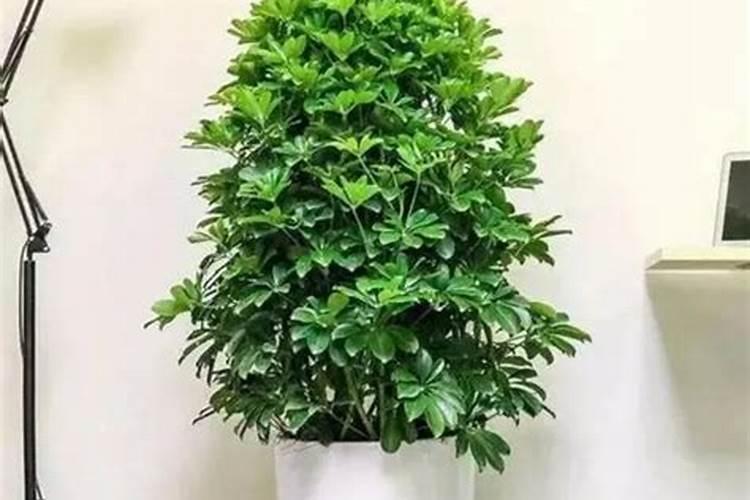 怎样种植烤烟产量高