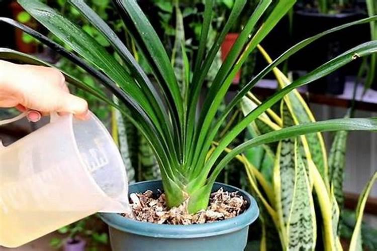 千头菊怎么养才能爆盆？