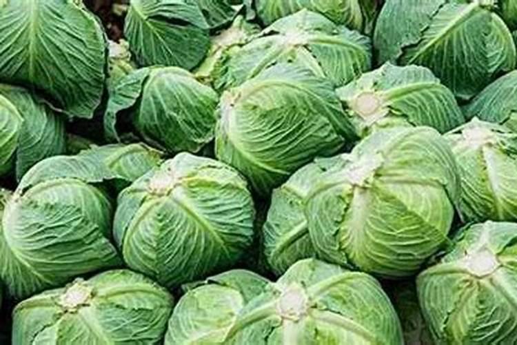 农作物打药1000倍液是什么意思,如何兑药