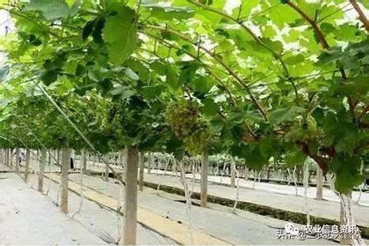 磷酸二氢钾可以直接灌根西瓜苗吗