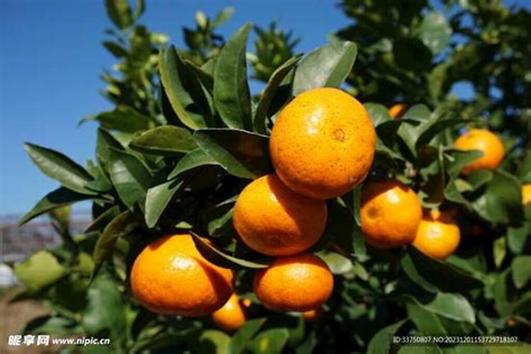 大豆蛋白胨和黄豆饼粉在原料处理、成分、特性及应用方面的差异!百度...