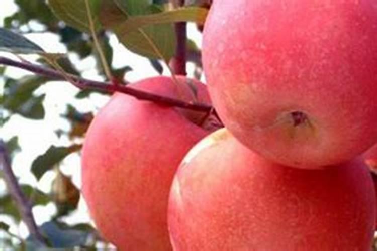 果树全年都使用水溶肥可以吗