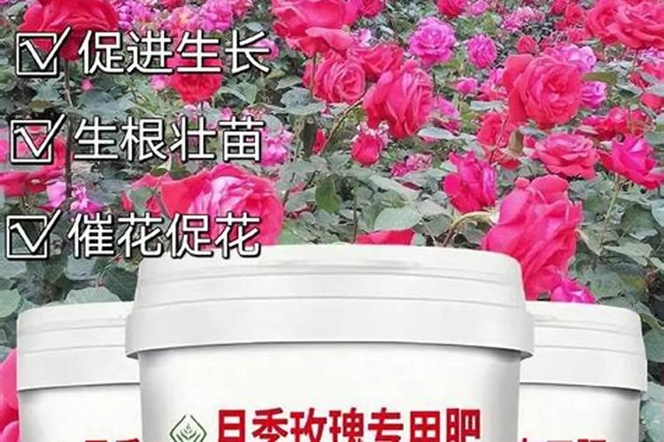 花生开花期要施什么肥花生开花期怎么施肥