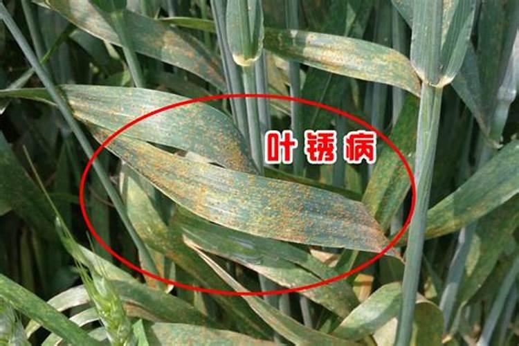 矿源黄腐酸钾哪个厂家的品牌好？