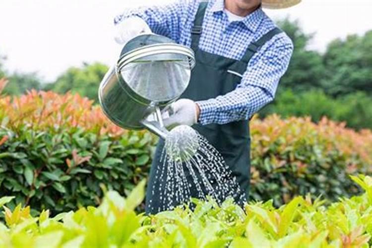 葡萄上色期用什么肥料好 施肥注意事项有哪些