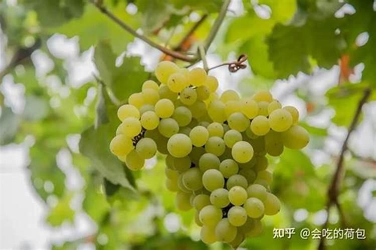 夏天钓青鱼用果味还是薯味饵料