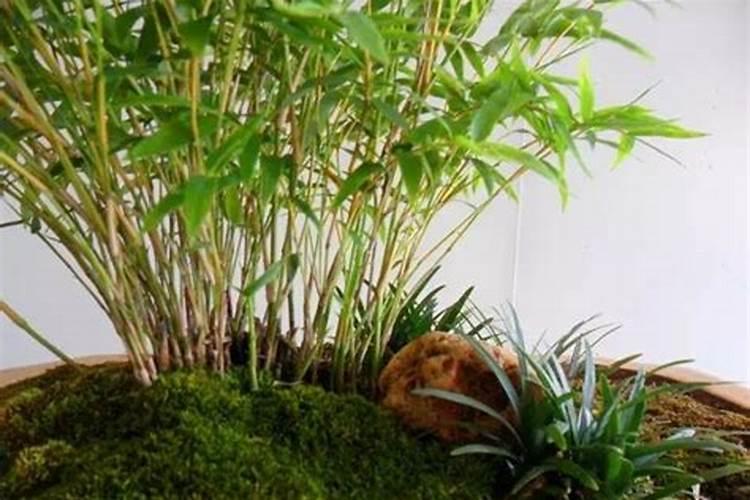 肥料增效剂一般有哪些