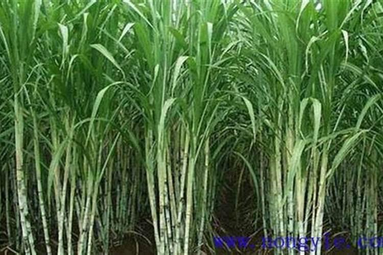 怎样根据甘蔗需肥特点进行施肥？