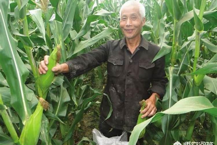 纳米富硒水稻种植技术应用展示