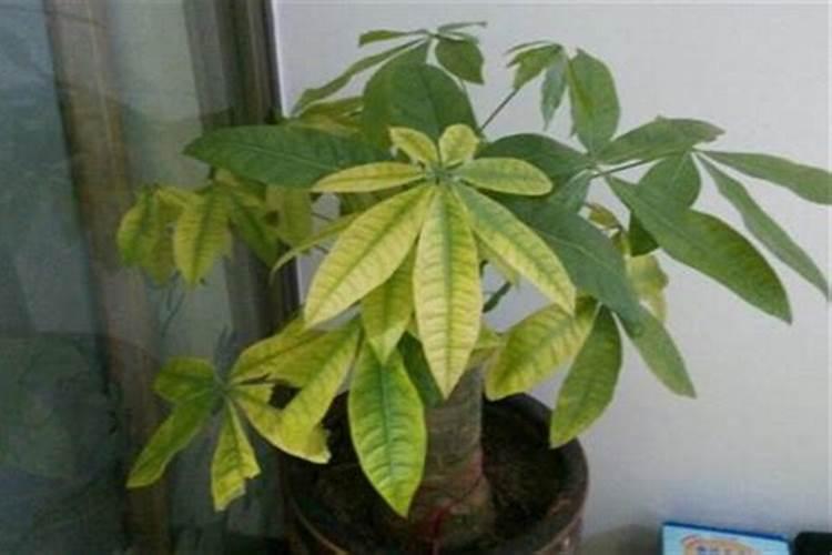 发财树浇什么肥最好