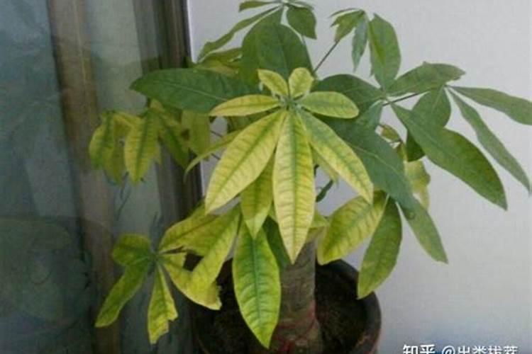 如何养花施肥 养花施肥的正确方式