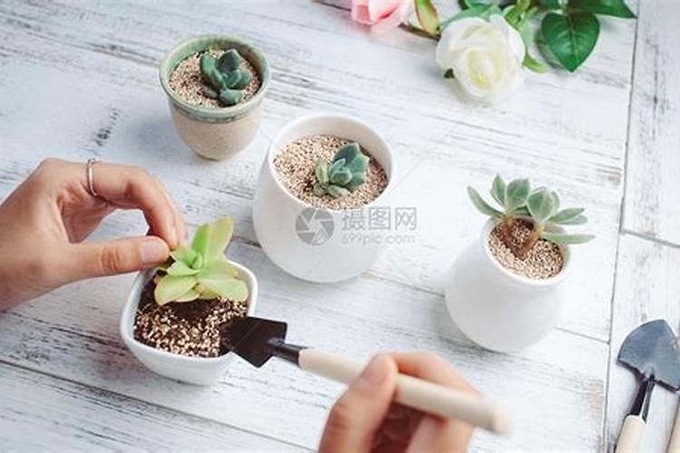 圆辣椒坐果期怎么管理,如何施肥