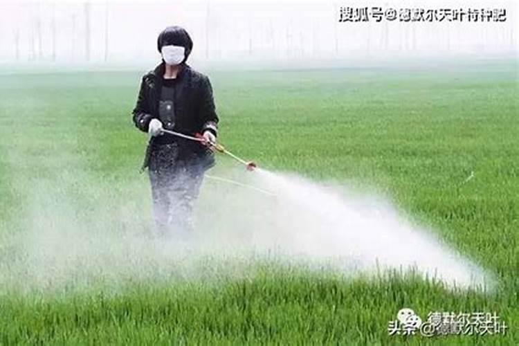 西红柿用什么肥料最好