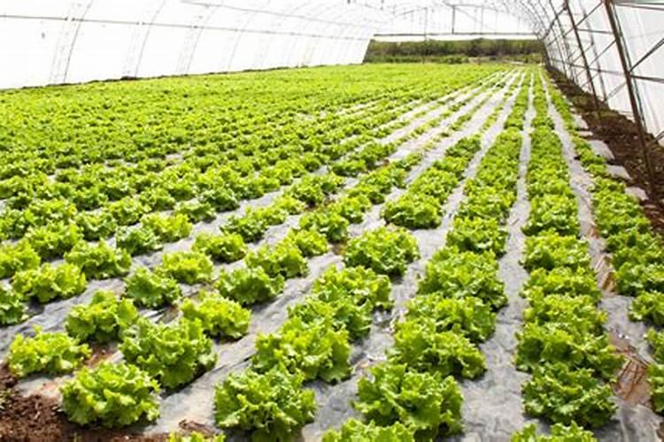花卉叶面肥用什么好 花卉叶面肥浓度多少合适
