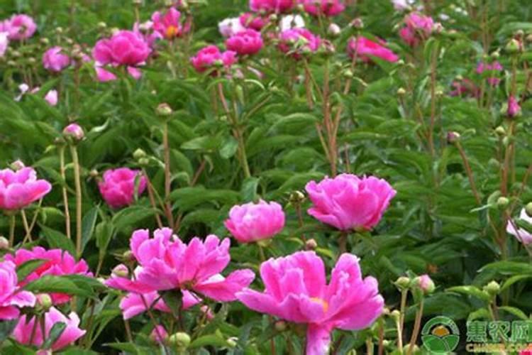 芍药施肥时间和方法,芍药喜欢什么肥料