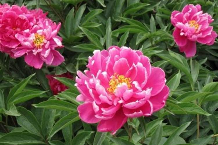 芍药施肥时间和方法,芍药喜欢什么肥料