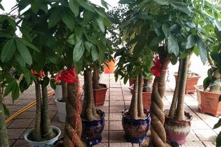 花卉叶面肥使用方法