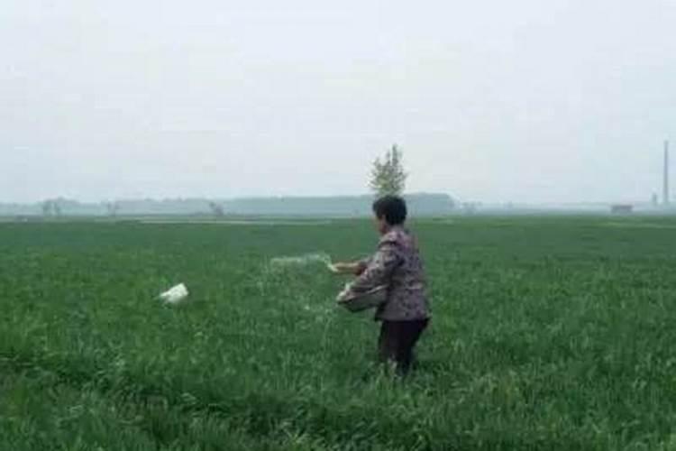 化肥撒在地里不浇水几天失效化肥是有机物还是无机物