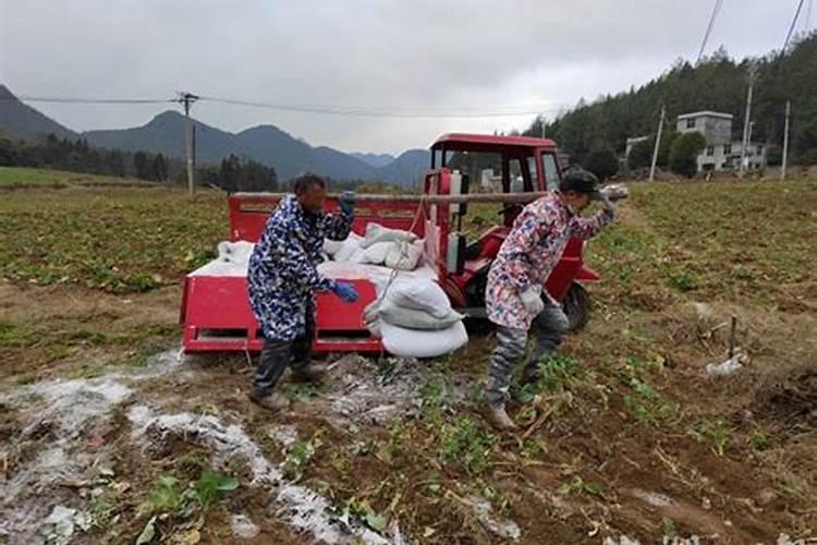 我想先撒肥然后再灭茬,可是化肥撒到地里一天不覆盖会失效吗？