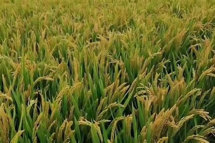 幸福树喂化肥可以吗