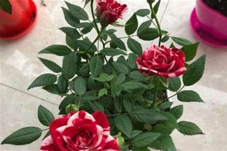 日常生活中哪些食物含磷高,肾友要注意啦