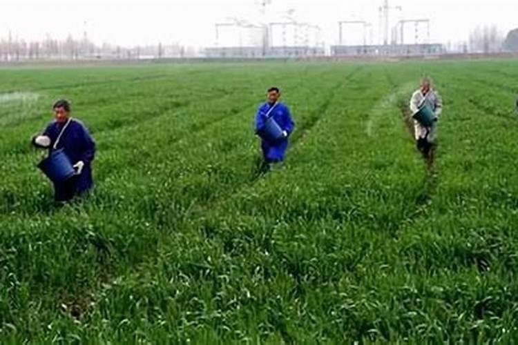 小麦一生需要多少氮磷钾肥