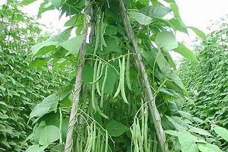 藤稔葡萄各期怎么用药和用肥料