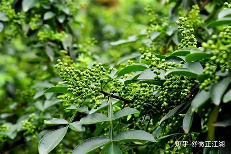 氮肥对花椒树生长的影响摘要怎么写