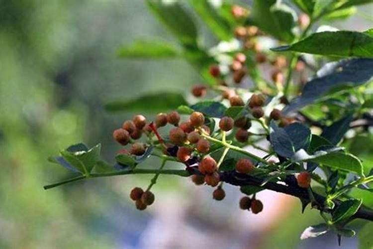 花椒树需要什么肥料？