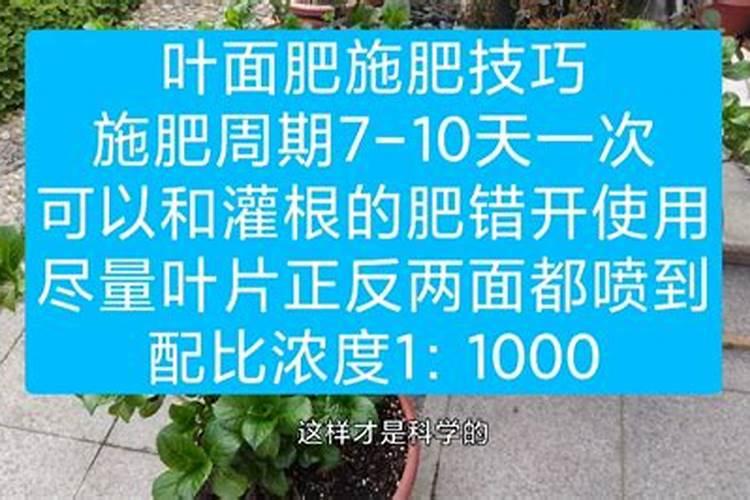 白山药能不能喷施磷酸二氢钾？