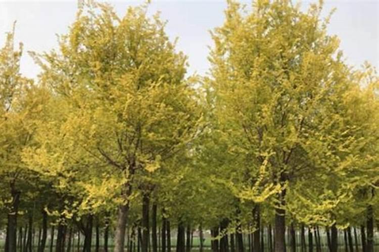 玉米喷叶面肥有用吗