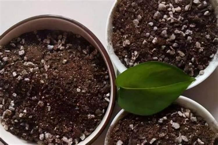 花上营养液好还是花肥好？