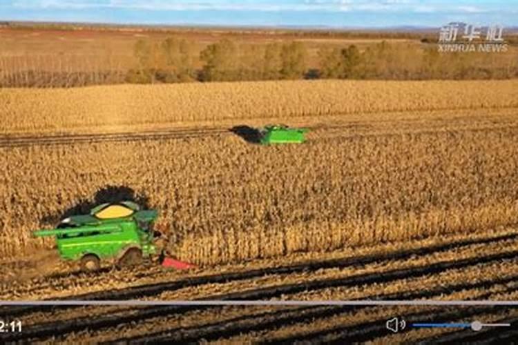 玉米怎样施氮肥才高产