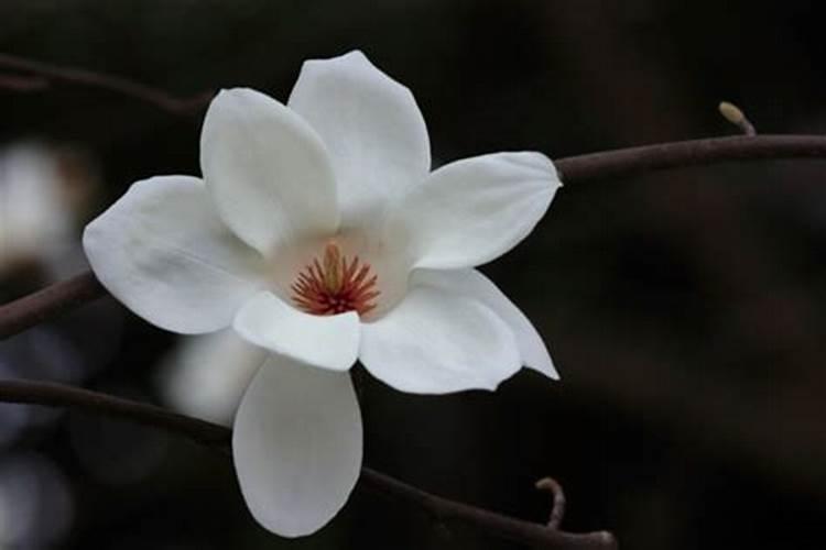 三胺是什么肥料