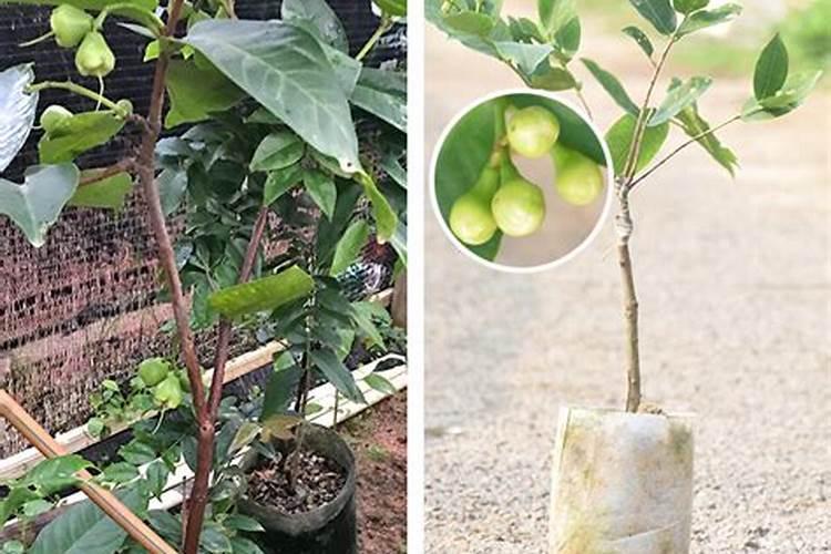 水培绿萝能用复合肥泡水喷叶子么 水培绿萝能不能用复合肥泡水喷叶子