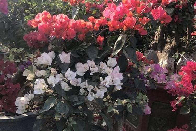 红掌浇什么肥料合适