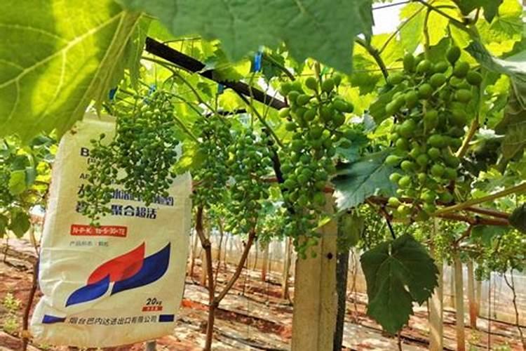 农达和草甘膦哪种除草效果好